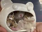 Chives, Hamster For Adoption In Imperial Beach, California