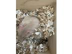 Garlic, Hamster For Adoption In Imperial Beach, California