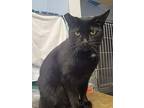 Simone, Domestic Shorthair For Adoption In Flint Hill, Virginia