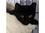 Nori, Domestic Shorthair For Adoption In Virginia Beach, Virginia