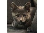 Gandalf, Domestic Shorthair For Adoption In Virginia Beach, Virginia