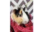 Gingerbread (bonded To Sugarplum), Guinea Pig For Adoption In Barrie, Ontario