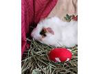 Jinglebell, Guinea Pig For Adoption In Barrie, Ontario