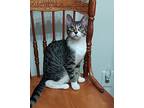 Lucy, Domestic Mediumhair For Adoption In Buhl, Idaho
