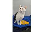 Forest, Domestic Shorthair For Adoption In Barrie, Ontario