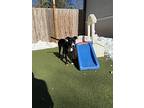 Freddy, Labrador Retriever For Adoption In Denver, Colorado