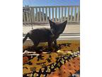 Milton, Domestic Mediumhair For Adoption In San Ramon, California