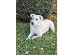 Gina, Labrador Retriever For Adoption In Royse City, Texas