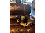 Ronnie, Terrier (unknown Type, Medium) For Adoption In Royse City, Texas