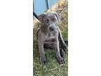 Thor, Labrador Retriever For Adoption In Royse City, Texas