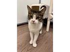 Moochi, Domestic Shorthair For Adoption In Gillette, Wyoming