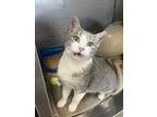 Clementine, Domestic Shorthair For Adoption In Gillette, Wyoming