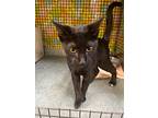 Spicy Purrito, Domestic Shorthair For Adoption In Gillette, Wyoming