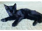 Weasley, Domestic Shorthair For Adoption In North Las Vegas, Nevada