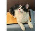Meowth, Domestic Shorthair For Adoption In North Las Vegas, Nevada