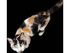 Clove, Domestic Shorthair For Adoption In Billings, Montana