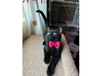 Pixie, Domestic Shorthair For Adoption In North Las Vegas, Nevada