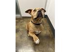 Cinnybun, American Staffordshire Terrier For Adoption In Nanaimo