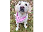 Goosey, Labrador Retriever For Adoption In Nanaimo, British Columbia