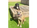Kate, American Pit Bull Terrier For Adoption In Birmingham, Alabama