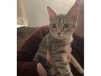 Pearl, Domestic Shorthair For Adoption In Cincinnati, Ohio