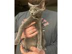 Onyx, Domestic Shorthair For Adoption In Cincinnati, Ohio