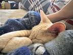Weasley, Domestic Shorthair For Adoption In Colmar, Pennsylvania