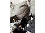 Figaro, Domestic Shorthair For Adoption In Colmar, Pennsylvania