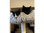 Batman, Domestic Shorthair For Adoption In Colmar, Pennsylvania