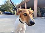 Vera Wang, Terrier (unknown Type, Small) For Adoption In Fulton, Texas