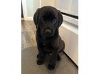 Timothy, Retriever (unknown Type) For Adoption In Minneapolis, Minnesota