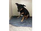 Flaca, Boston Terrier For Adoption In Fulton, Texas