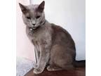 Ashley, Russian Blue For Adoption In Inez, Kentucky