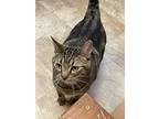 Leo, Domestic Shorthair For Adoption In Papillion, Nebraska