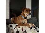Deirdre, Jack Russell Terrier For Adoption In Germantown, Ohio