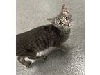 Tarzan, Domestic Shorthair For Adoption In Sheboygan, Wisconsin