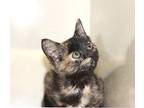 Anise, Domestic Shorthair For Adoption In Rockford, Illinois