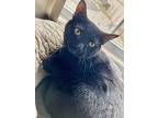 Bandit, Domestic Shorthair For Adoption In Dickson, Tennessee