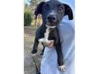 Anemone, Labrador Retriever For Adoption In Newport, North Carolina