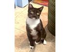 Marci, Domestic Shorthair For Adoption In West Hills, California
