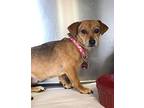 Gracie, Dachshund For Adoption In Amarillo, Texas