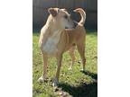 Sarafina, Labrador Retriever For Adoption In Little Rock, Arkansas