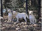 James, Terrier (unknown Type, Small) For Adoption In Little Rock, Arkansas