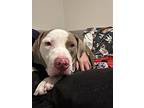 Ford, American Pit Bull Terrier For Adoption In La Grange, Illinois