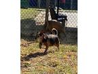 Bert, Terrier (unknown Type, Small) For Adoption In Little Rock, Arkansas