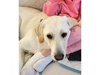 Lady, Labrador Retriever For Adoption In Pottstown, Pennsylvania