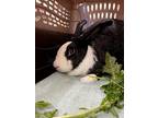Calypso, American For Adoption In Novato, California