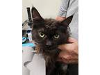 Cassie, Domestic Longhair For Adoption In Las Vegas, Nevada