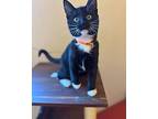 Figaro, Domestic Shorthair For Adoption In Novato, California