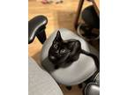 Mama Morticia, Domestic Shorthair For Adoption In Lafayette, Colorado